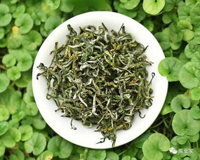 一年一度的新茶即將上市 買茶還需謹慎