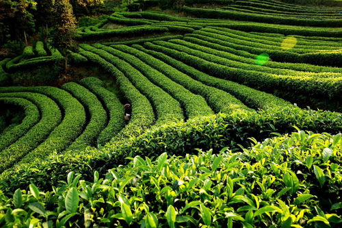 獨(dú)家訪談 筠連縣縣長(zhǎng)劉朝平 推進(jìn)筠連縣特色農(nóng)業(yè)向品質(zhì)農(nóng)業(yè)發(fā)展