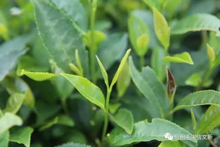 兩岸媒體 姓氏尋根 聯(lián)合采訪團走進文新茶村